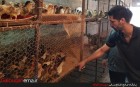 پرورش مرغ بومی یک کارآفرین لمراسکی را به سمت اقتصاد مقاومتی کشاند پرورش مرغ بومی یک کارآفرین لمراسکی را به سمت اقتصاد مقاومتی کشاند