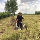 فوتبالیستی که در کشاورزی یار خانواده است فوتبالیستی که در کشاورزی یار خانواده است