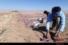 فصل برداشت طلای سرخ در روستای همت آباد شهرستان باخرز فصل برداشت طلای سرخ در روستای همت آباد شهرستان باخرز