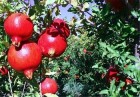برگزاری آیین افتتاحیه جشنواره انار در روستای ناو