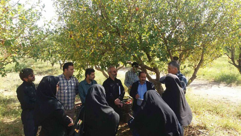 آغاز برگزاری مرحله سوم آموزش های عملی کارشناسان مسئول پهنه سازمان جهاد کشاورزی استان در شاهرود