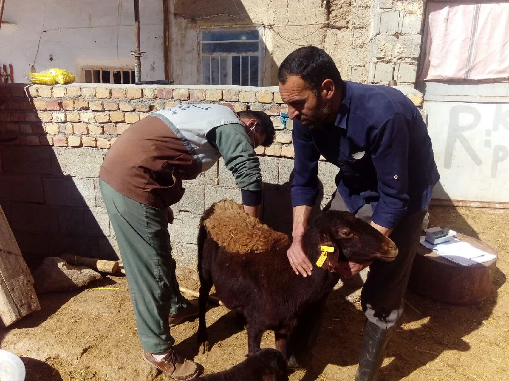 اجرای طرح پلاک کوبی دام در روستاهای هدف قرارگاه پیشرفت و آبادانی سپاه زنجان