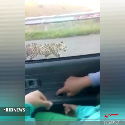مشاهده یک قلاده پلنگ در منطقه حفاظت شده آق داغ بخش خورش رستم (خلخال) مشاهده یک قلاده پلنگ در منطقه حفاظت شده آق داغ بخش خورش رستم (خلخال)