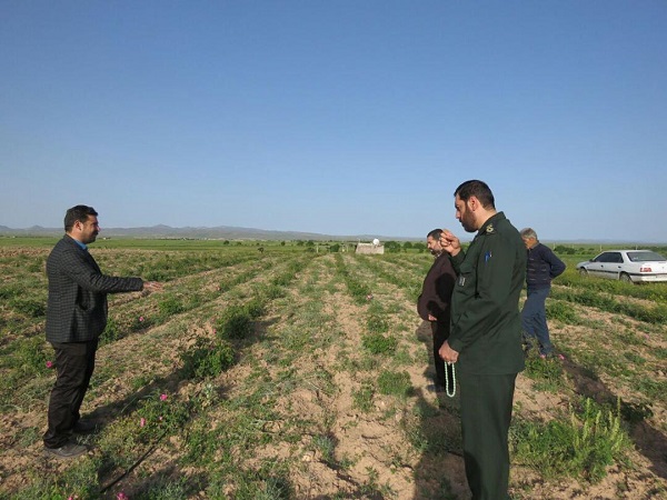 آغاز برداشت گل محمدی در روستای شنازند کوهین