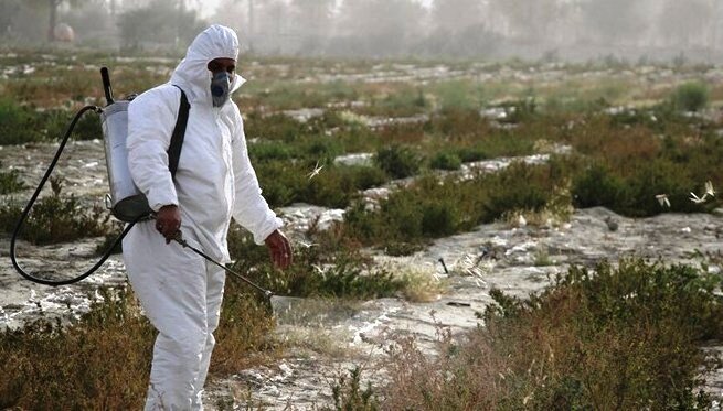 مبارزه با ملخ&zwnj;ها بدون هیچ آسیبی به مزارع و باغ&zwnj;ها در استان بوشهر پایان یافت