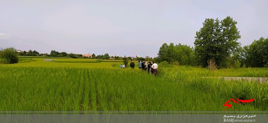 طرح بسیج همگام با کشاورز در ۵۰ روستای چالوس در حال اجرا است