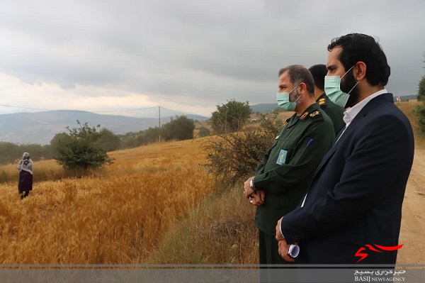 خودکفایی گندم با طرح جهش تولید دیمزار‌ها در مازندران