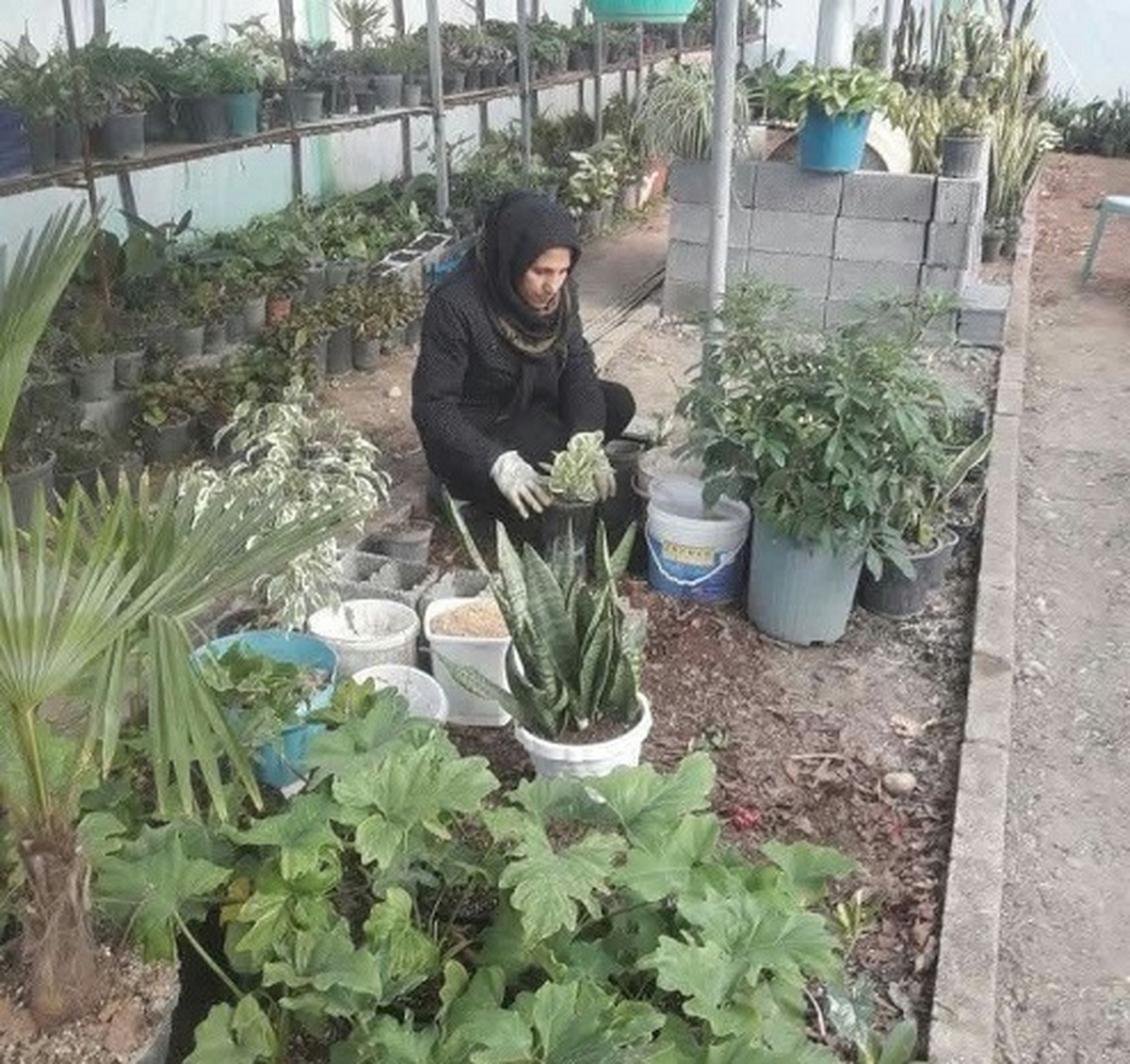 خود کفایی و کارآفرینی با پروش و تکثیر گل و‌ گیاه زینتی