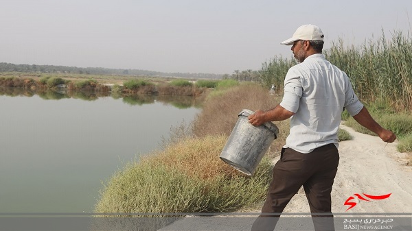 کمک به اشتغال&zwnj;آفرینی جوانان توسط بسیج سازندگی شهرستان دشتستان/ پرورش سالیانه ۵ تن ماهی گرم آبی توسط کارآفرین دشتستانی