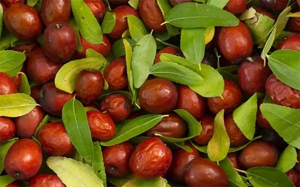 قطب تولید عناب ایران بی نصیب از صنایع تبدیلی