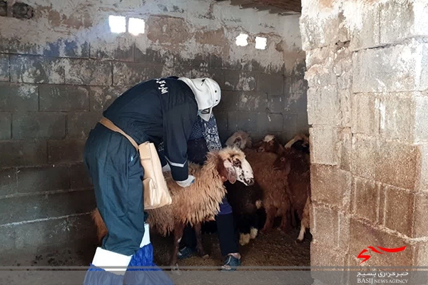 اردوی جهادی دامپزشکی در مناطق محروم بوشهر برگزار شد اردوی جهادی دامپزشکی در مناطق محروم بوشهر برگزار شد