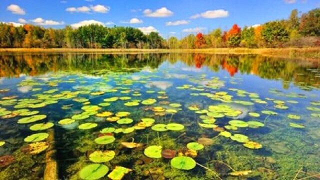 هر پرنده ای که تا حالا ندیدی اینجا ببین