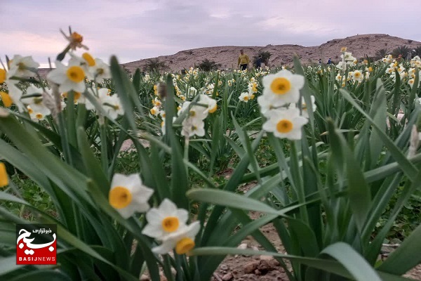 ماه‌های دی و بهمن موسم به گل نشستن گل‌های نرگس است