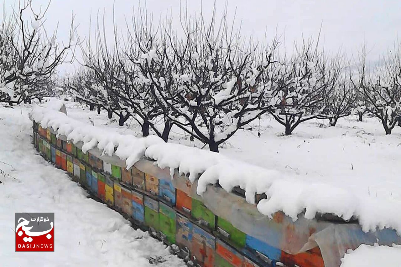 زنبورداران کلنیها را در برابر سرما محافظت کنند زنبورداران کلنیها را در برابر سرما محافظت کنند