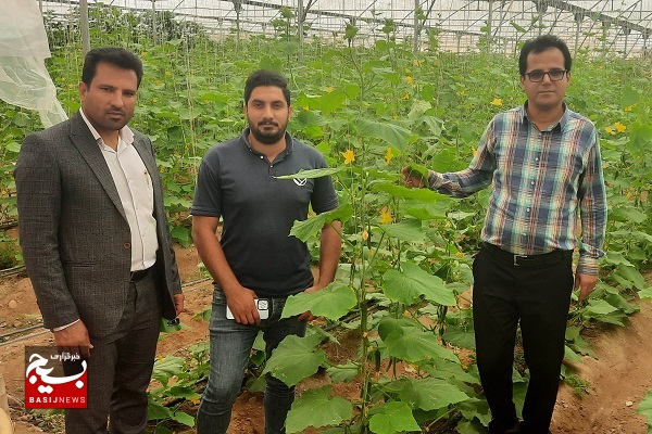 بازدید مسئول سازمان بسیج جامعه کشاورزی از بخش کشاورزی شهرستان دشتی