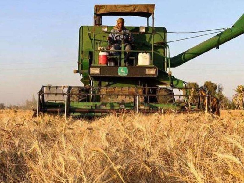 برداشت گندم درشهرستان چرداول آغاز شد