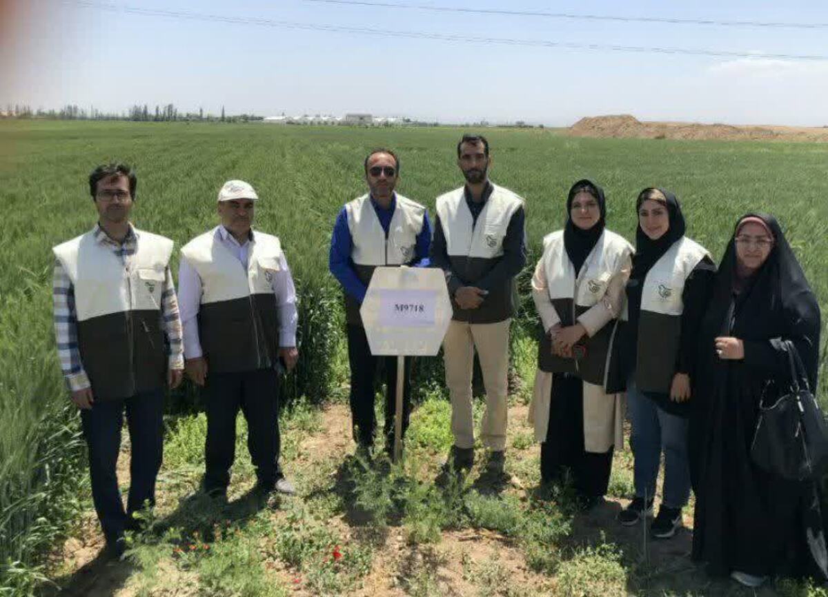 دوره آموزشی اصول کشت گندم روی پشته های ثابت در روستای نصرت آباد برگزار شد