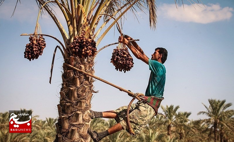 صادرات صنایع دستی نخل روستای بلبل‌آباد بشاگرد به کشورهای منطقه