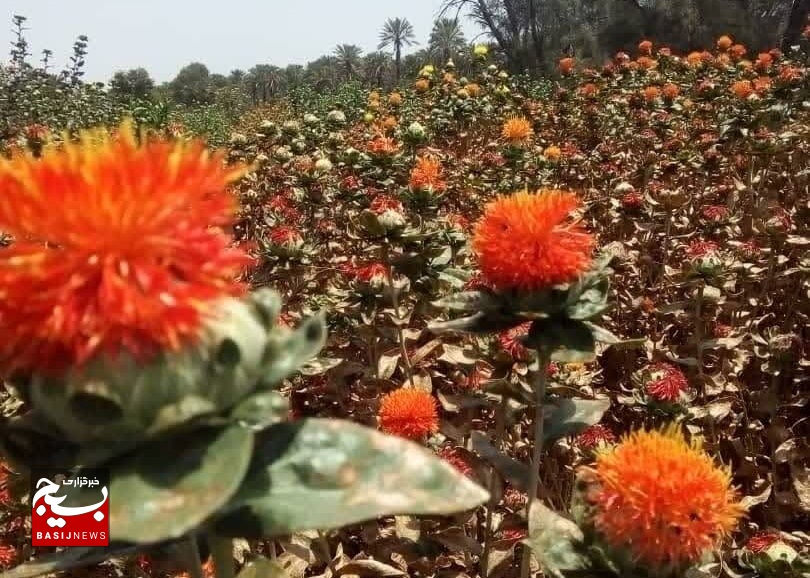 دست یابی به بذر گیاهان مقاوم در برابر شوری و کم آبی