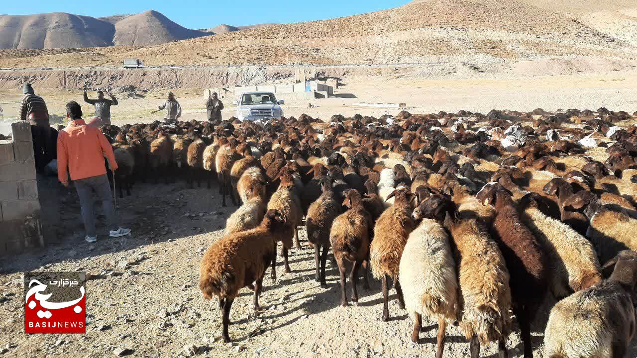 امکان افزایش ۲ برابری تولید گوشت قرمز با تامین نهاده‌ها / بسیج سازندگی به داد ما رسید