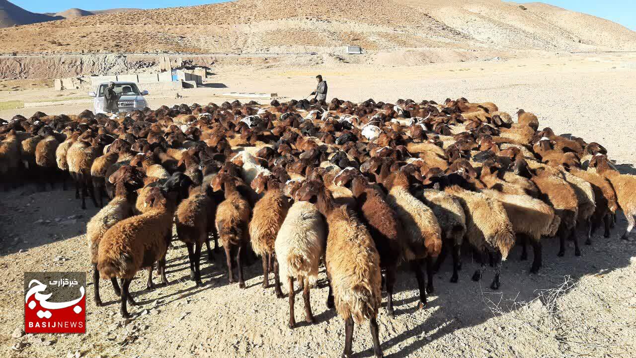 امکان افزایش ۲ برابری تولید گوشت قرمز با تامین نهاده‌ها / بسیج سازندگی به داد ما رسید