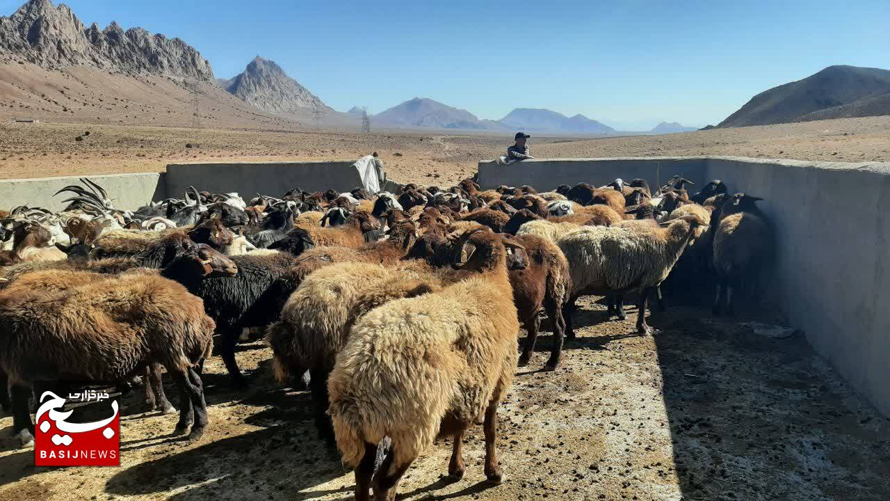 امکان افزایش ۲ برابری تولید گوشت قرمز با تامین نهاده‌ها / بسیج سازندگی به داد ما رسید