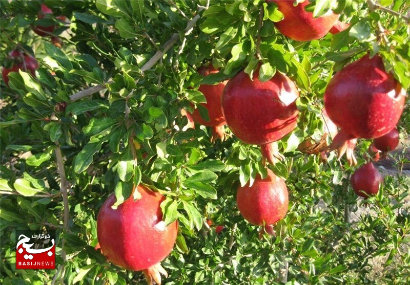 برداشت انار در سطح بیش از ۱۸۰ هکتار از باغات دامغان آغاز شد