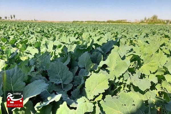 پنجمين كاروان ترويج بهره‌وري ويژه الگوي كشت ملي در تبریز برگزار شد