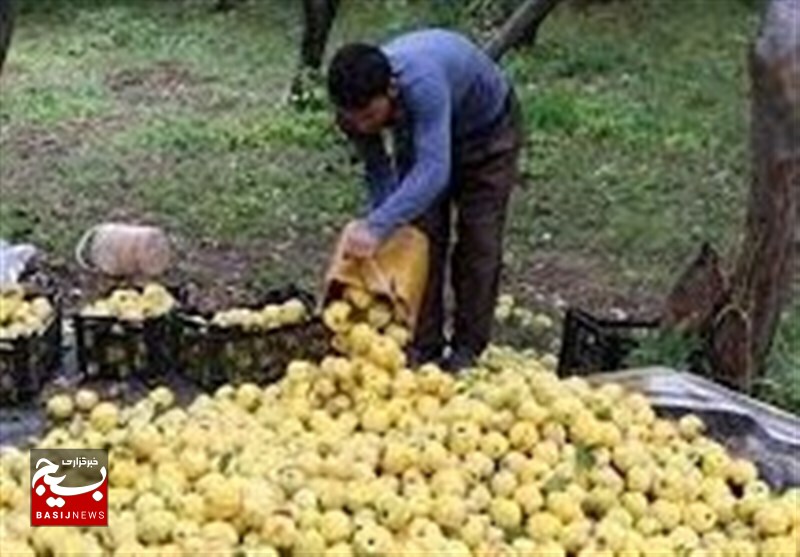 تولید ۴۰۰ هزار تن محصول «به» در شهر گیوی اردبیل تولید ۴۰۰ هزار تن محصول «به» در شهر گیوی اردبیل