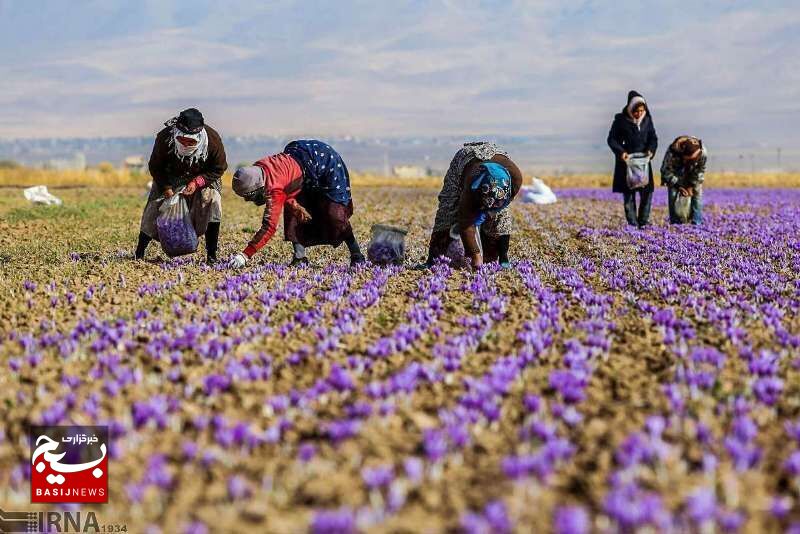 توسعه کشت گیاهان دارویی در دیم‌زارهای کم‌بازده کشور