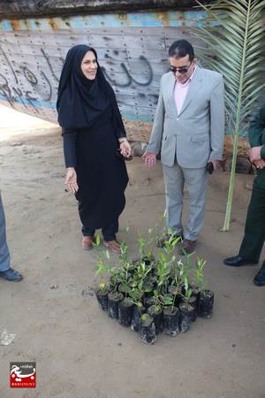 کاشت درخت حرا در سواحل دلوار