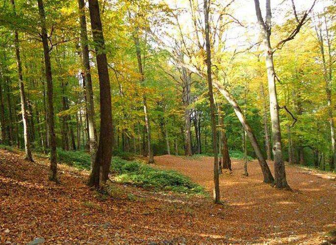 پارک ملی گلستان قدیمی‌ترین پارک ملی ثبت شده در ایران