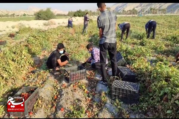 وقتی جهادگران برای ازدواج جوانان پا در میانی میکنند وقتی جهادگران برای ازدواج جوانان پا در میانی میکنند