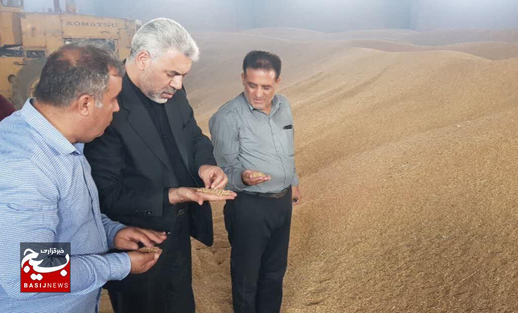 فرماندار: یک هزار و ۸۰۰ تن گندم در شهرستان نیر خریداری شد