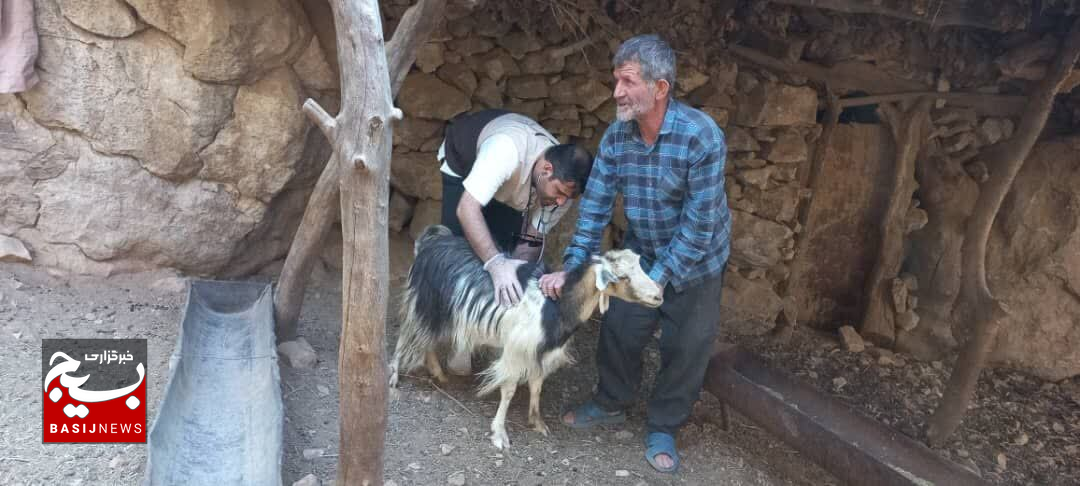 واکسیناسیون ۲۰۰۰ هزار راس دام سبک علیه بیماری  تب برفکی