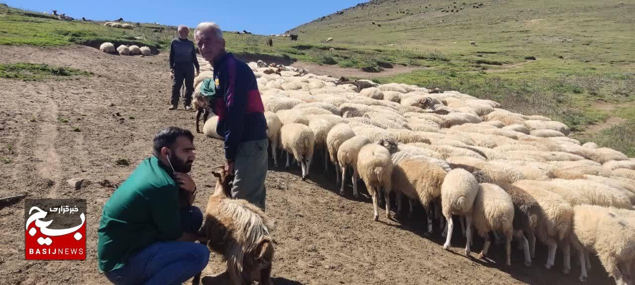 بالغ بر ۴۰۰۰ راس دام سبک وسنگین درییلاقات استان گیلان ویزیت رایگان شدند