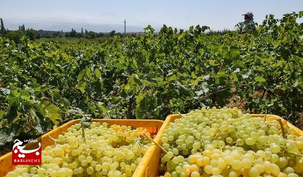 نخستین جشنواره ملی انگور در مشکین‌شهر برگزار می‌شود