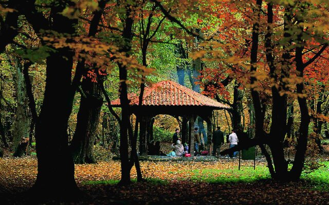 النگدره؛ تماشاییترین جنگل ایران در پائیز هزار رنگ النگدره؛ تماشاییترین جنگل ایران در پائیز هزار رنگ