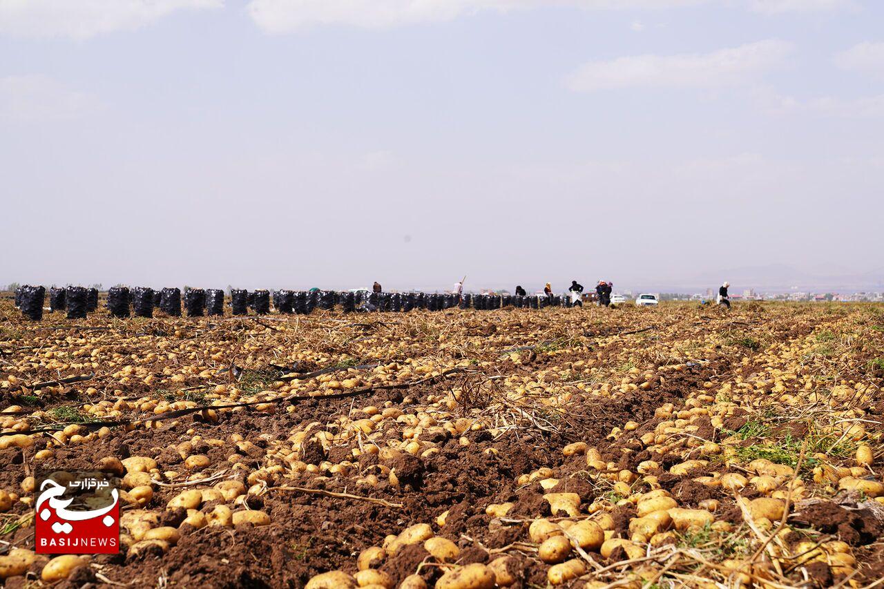 ۲۲ هزار تن سیب‌زمینی از استان اردبیل صادر شد