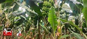 اراده ها در اینجا جوانه می زند / از استوا تا ساوه؛ ماجرای کشت موز در فلات مرکزی ایران
