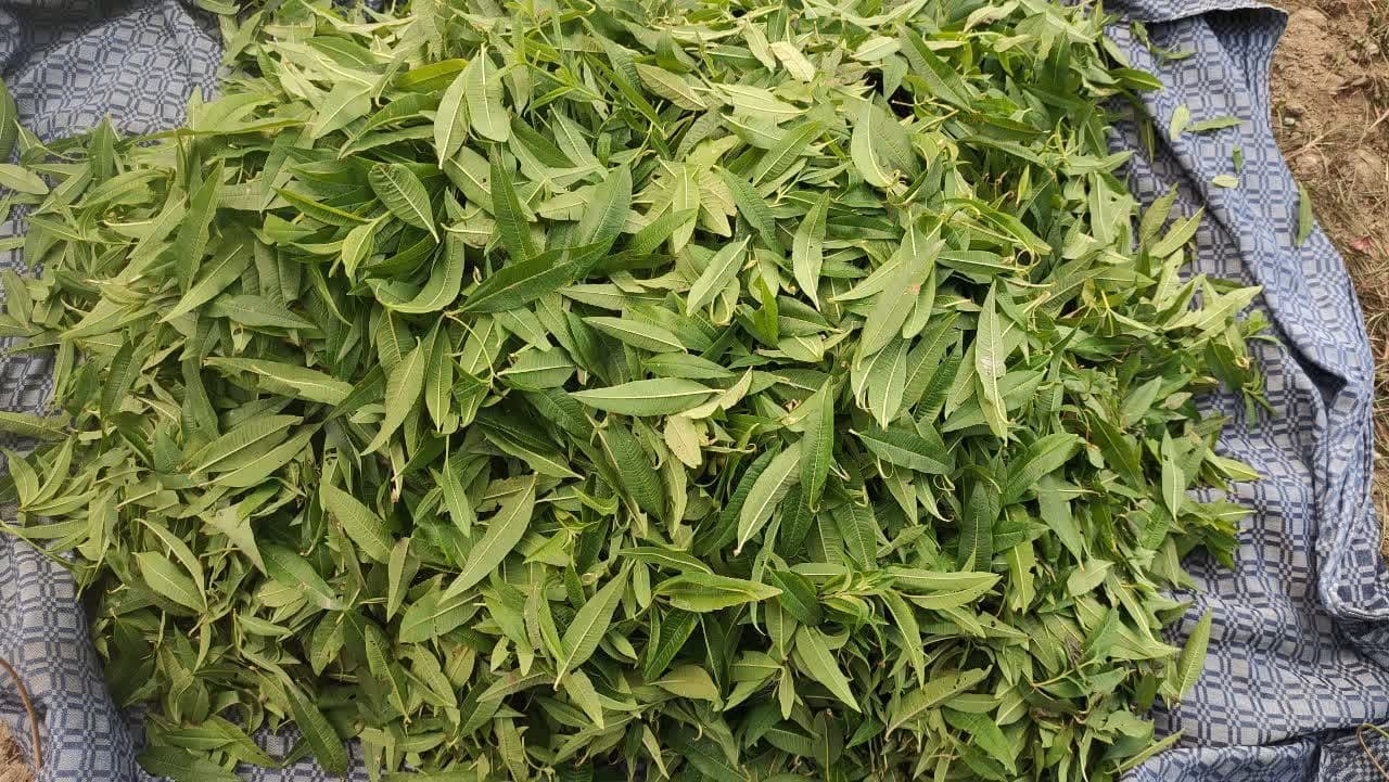 هدف ، تلاش ، پشتکار و خستگی ناپذیری سه اصل مهم کار آفرینی است/اشتعالزایی یکی از اهداف مهم من در این حرفه بود