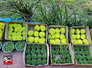 افتتاح نمایشگاه گل و گیاه در شهر هشتگرد/حمایت از تولیدکنندگان از اهداف اصلی برگزاری این نمایشگاه است