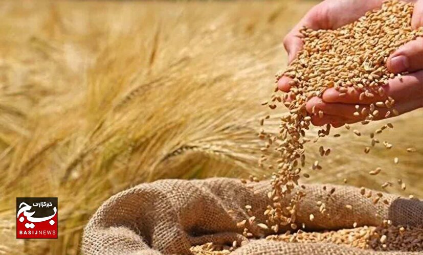تلاش کشاورز روستایی هندیجان برای تولید گندم