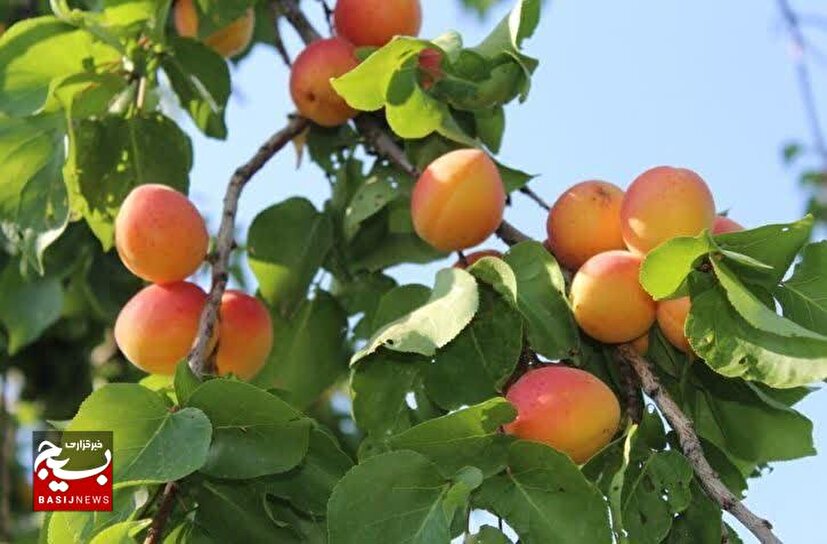 برداشت زردآلو در سیستان و بلوچستان