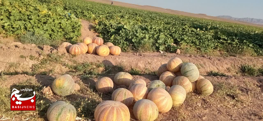 پیش‌بینی برداشت ۲۰ هزار تن طالبی از جالیزارهای کاشمر