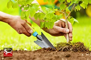 آینده سبز ایران؛ کاشت یک میلیارد درخت، گامی به سوی توسعه پایدار و حفظ محیط زیست