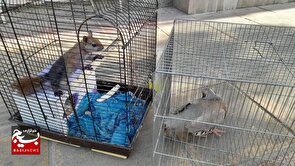 جای حیات‌وحش در قفس نیست؛ ضبط کبک و سنجاب از پرنده‌فروشی متخلف