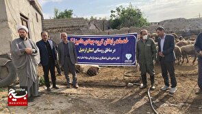 واکسیناسیون هزار راس دام علیه تب برفکی در اردبیل