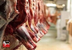 افزایش تولید گوشت با توسعه دامپروری در مغان