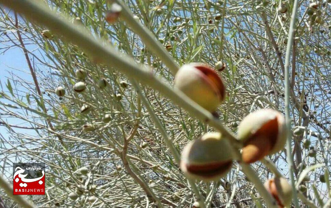 بادام کوهی، گنجی در دل روستای نقاب خلیل‌آباد